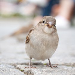 House Sparrow