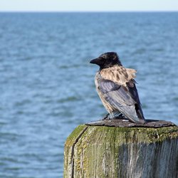 Hooded crow