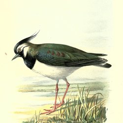 Northern Lapwing