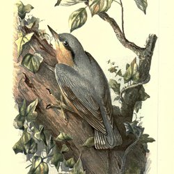 Nuthatch