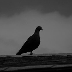 Feral Pigeon