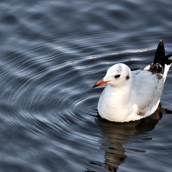 Black-headed Gull