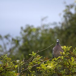 Woodpigeon