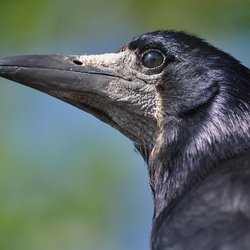 Rook