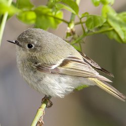 Goldcrest