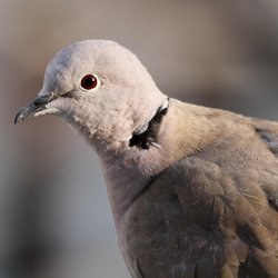 Collared-dove
