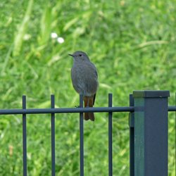 Black Redstart