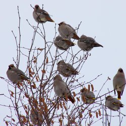 Bohemian Waxwing