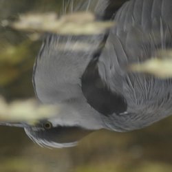 Grey Heron