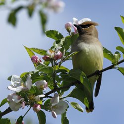 Bohemian Waxwing