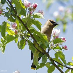 Bohemian Waxwing