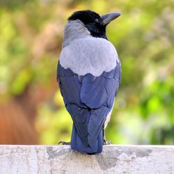 Hooded crow