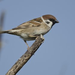 Tree Sparrow