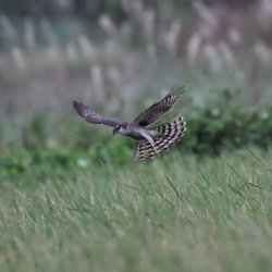 Sparrowhawk