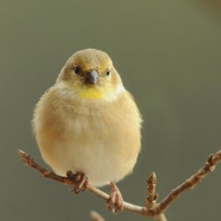 Siskin