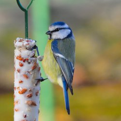 Blue Tit