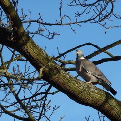 Woodpigeon