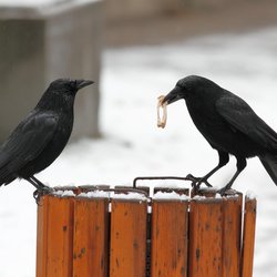 Carrion Crow