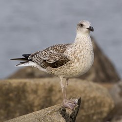 Great Black-backed Gull