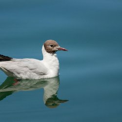 Black-headed Gull