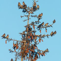 Bohemian Waxwing