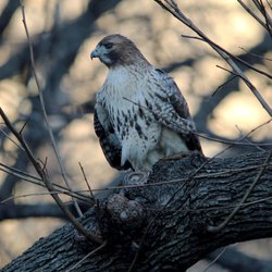 Buzzard