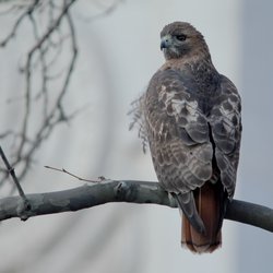Buzzard