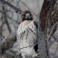 Buzzard