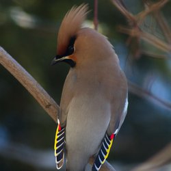 Bohemian Waxwing
