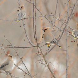 Bohemian Waxwing