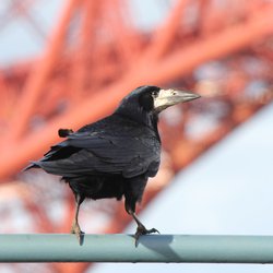 Rook