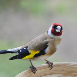 Goldfinch