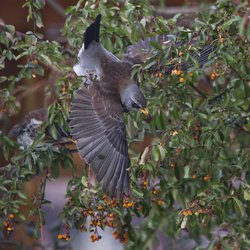 Fieldfare