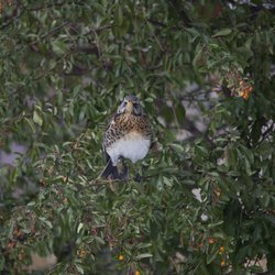Fieldfare