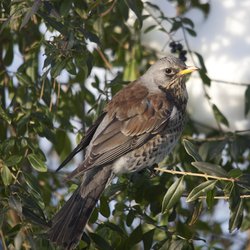 Fieldfare