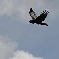 Raven