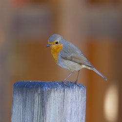 Robin