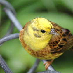 Yellowhammer