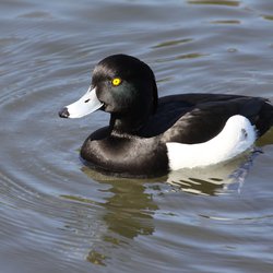 Tufted Duck