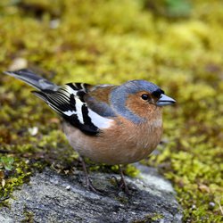 Chaffinch