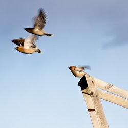 Bohemian Waxwing