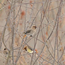 Bohemian Waxwing
