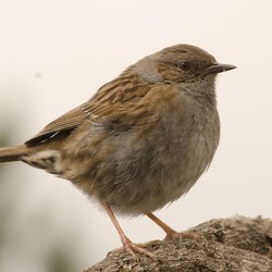 Dunnock