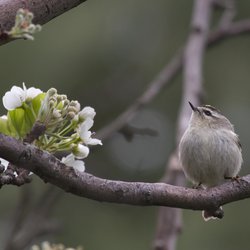 Goldcrest