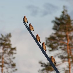 Bohemian Waxwing