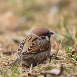 Tree Sparrow