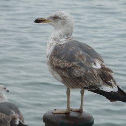 Lesser Black-backed Gull
