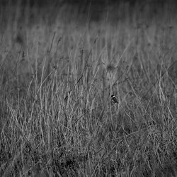 Reed Bunting