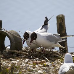 Black-headed Gull