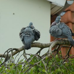Woodpigeon